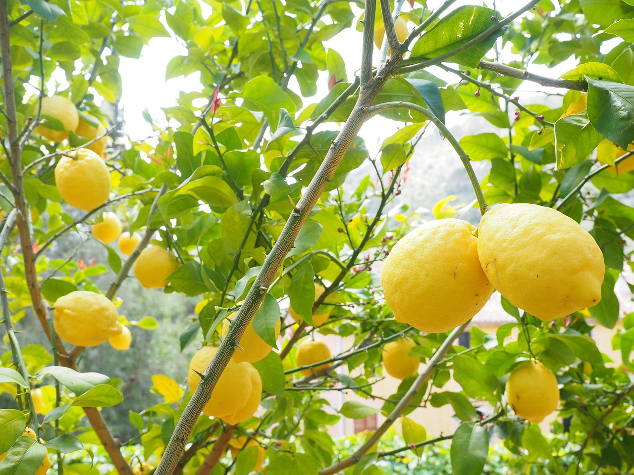 Concime ideale per alberi di limone per fioriture rigogliose.