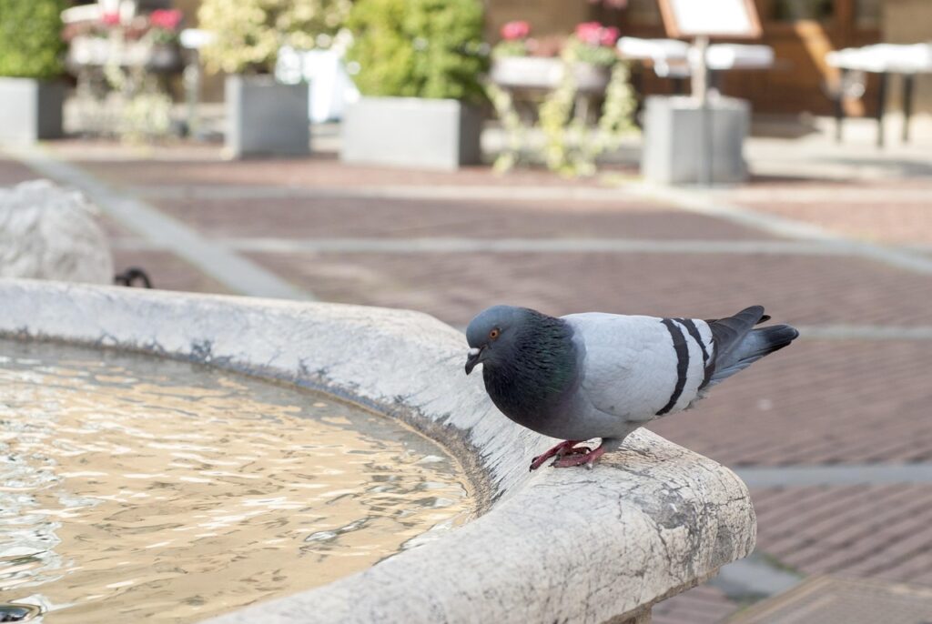 Quali odori naturali tengono lontani i piccioni senza usare sostanze chimiche