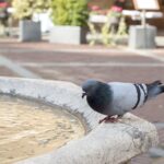 Odori naturali per allontanare i piccioni senza sostanze chimiche.