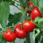 Pomodori rigogliosi in giardino con concime naturale per una crescita ottimale.