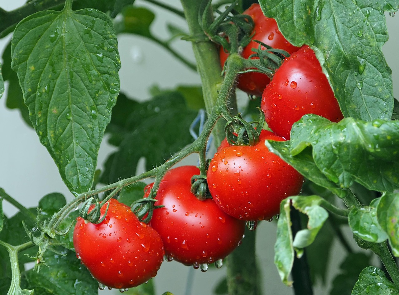 Pomodori rigogliosi in giardino con concime naturale per una crescita ottimale.