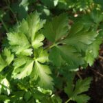 Piante da evitare per la coltivazione del prezzemolo, con evidenziati incompatibilità e consigli.