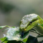 Pianta repellente per serpenti nel giardino, con foglie verdi e rigogliose.