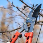 Immagine di un giardiniere che pota alberi e arbusti in un giardino in febbraio.