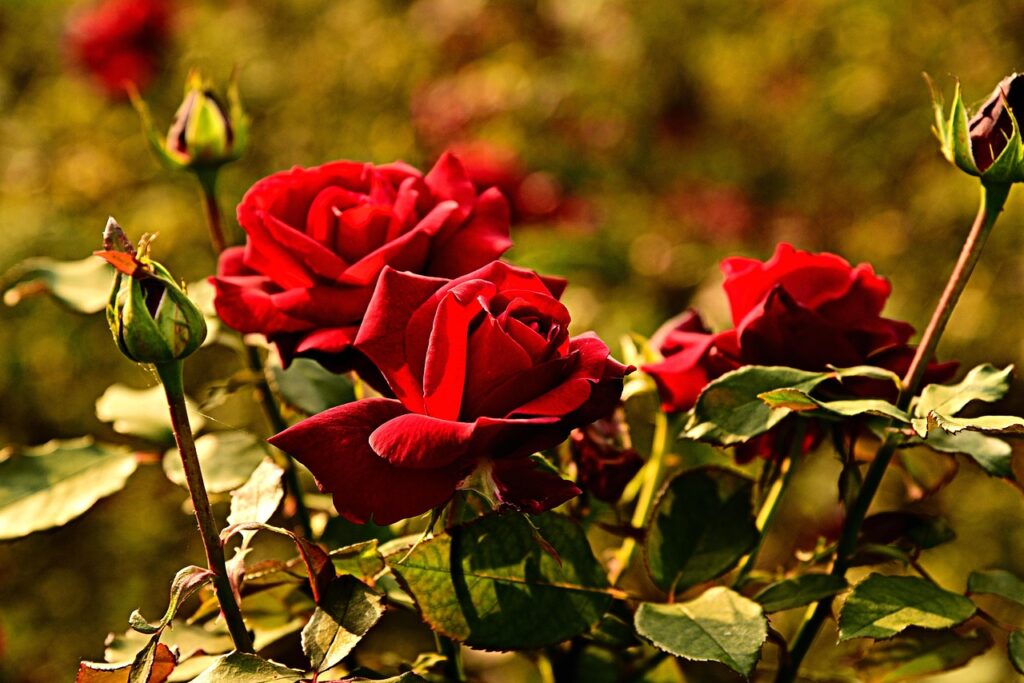 Hai delle rose nel tuo giardino? Ecco cosa devi fare