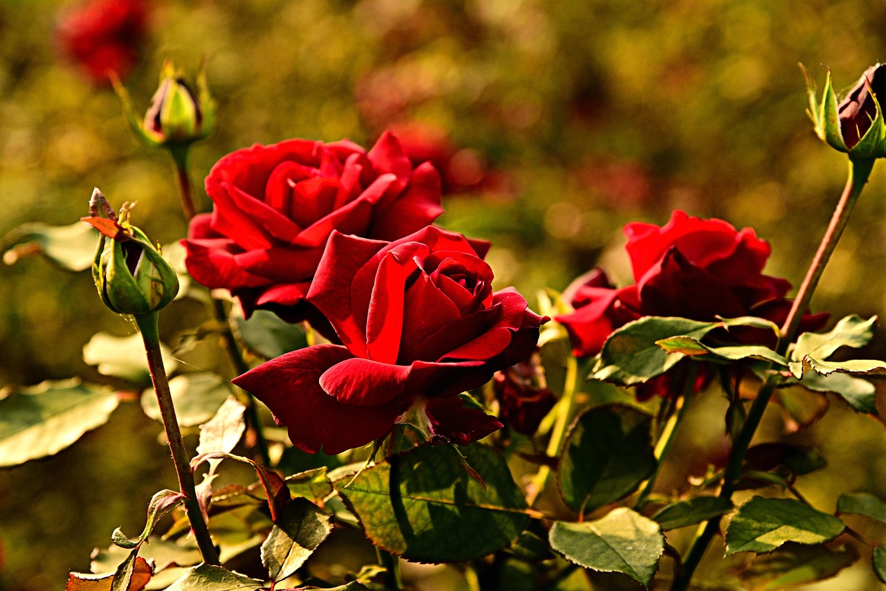 Rosa in fiore nel giardino, simbolo di cura e bellezza da mantenere.
