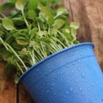 Basilico rigoglioso in vaso capovolto, metodo per una crescita sana tutto l'anno.