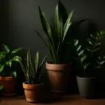 Quali piante da appartamento prosperano anche con poca luce? Scopri quelle che decorano gli angoli bui