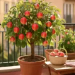 L’albero da frutto giusto per piccoli spazi: guida pratica per raccolti abbondanti su balcone