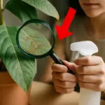 Come riconoscere i primi segni del ragnetto rosso? L’errore che favorisce l’infestazione