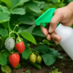 Piante di fragole e muffa grigia: la soluzione da provare subito per evitare perdite