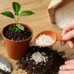 A cosa serve la perlite nei substrati per piante? Favorisce la crescita e la radicazione in modo semplice