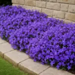 Campanule tappezzanti: come sfruttare questa specie per bordure durevoli e senza cure continue