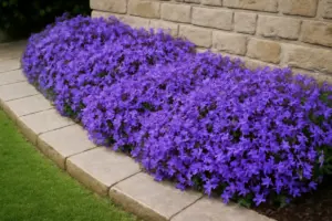 Campanule tappezzanti: come sfruttare questa specie per bordure durevoli e senza cure continue