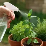Afidi sulle piante aromatiche: soluzione pratica e a costo zero che pochi conoscono